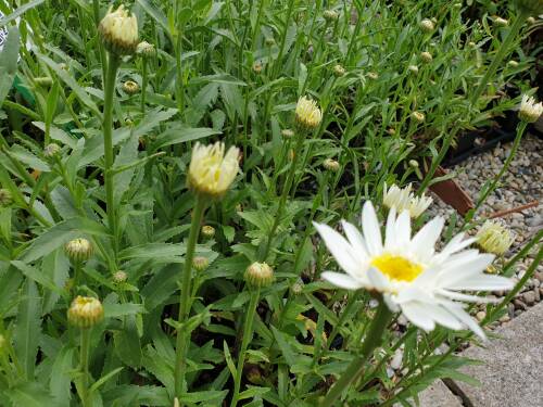 Bild von /bilder/bluehapp/thumb/LEUSCH_Leucanthemum_sup___Ch__Hagemann__P0_5__P-4295515001_T-b_K-25_Y-19_62872_aktiv_.jpg