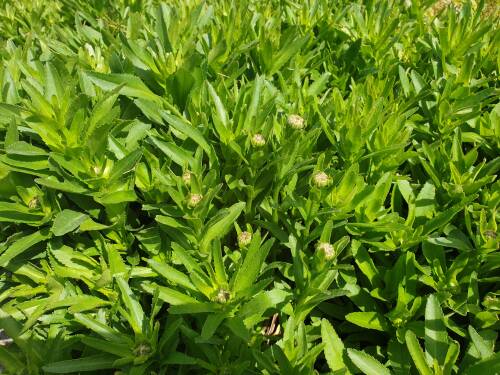 Bild von Leucanthemum superbum Dwarf Snow Lady