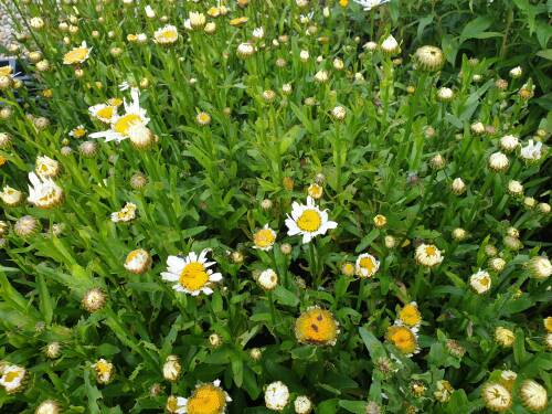 Bild von /bilder/bluehapp/thumb/LEUSDSL_Leucanthemum_sup___Dwarf_Snow_Lady__P0_5__P-4295520001_T-k_K-26_Y-20_65124_aktiv_.jpg