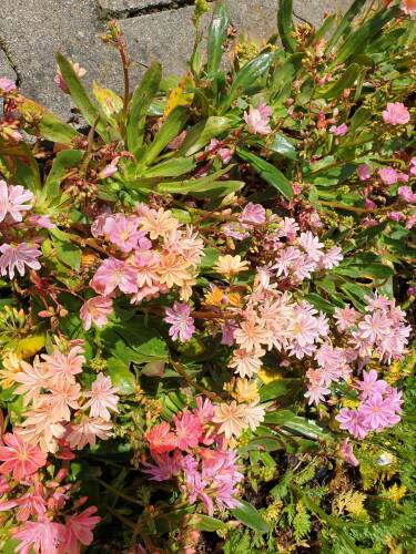 Bild von /bilder/bluehapp/thumb/LEWCRE_Lewisia_cotyledon__Regenbogen__P0_5__P-4321010001_T-b_K-22_Y-21_17030_aktiv_.jpg