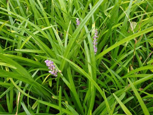 Bild von Liriope muscari Ingwersen