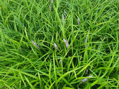Bild von /bilder/bluehapp/thumb/LIRMIN_Liriope_muscari__Ingwersen__P0_5__P-4481520001_T-k_K-37_Y-20_42259_aktiv_.jpg