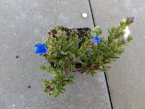 Bild von /bilder/bluehapp/thumb/LITDHB_Lithodora_diffusa__Heavenly_Blue____P0_5__P-4501000001_T-b_K-16_Y-19_24439_aktiv_.jpg