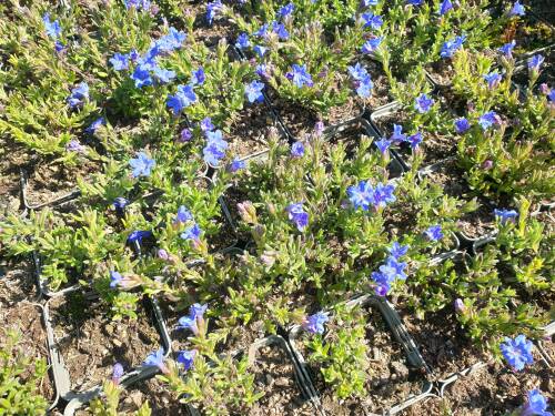 Bild von /bilder/bluehapp/thumb/LITDHB_Lithodora_diffusa__Heavenly_Blue____P0_5__P-4501000001_T-b_K-16_Y-21_39690_aktiv_.jpg