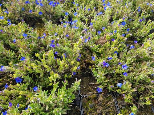 Bild von /bilder/bluehapp/thumb/LITDHB_Lithodora_diffusa__Heavenly_Blue____P0_5__P-4501000001_T-b_K-17_Y-20_57355_aktiv_.jpg