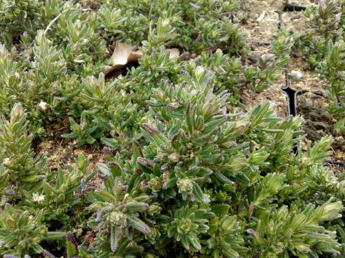 Bild von LITDHB_Lithodora_diffusa__Heavenly_Blue____P0_5__P-4501000001_T-k_K-13_Y-19_71334_aktiv_.jpg
