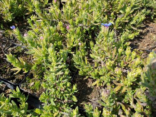 Bild von /bilder/bluehapp/thumb/LITDHB_Lithodora_diffusa__Heavenly_Blue____P0_5__P-4501000001_T-k_K-16_Y-20_91423_aktiv_.jpg