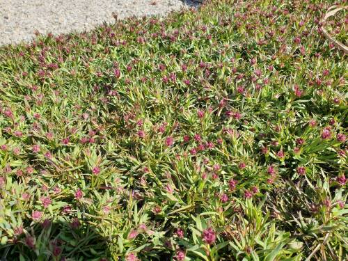 Bild von LYCA_Lychnis_alpina_P0_5__P-4601000001_T-k_K-16_Y-19_53192_aktiv_.jpg