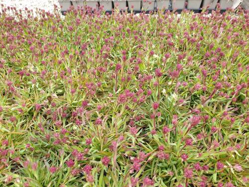 Bild von LYCA_Lychnis_alpina_P0_5__P-4601000001_T-k_K-17_Y-21_60585_aktiv_.jpg