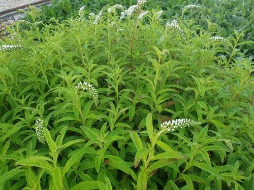 Bild von /bilder/bluehapp/thumb/LYSCL_Lysimachia_clethroides_P0_5__P-4622000001_T-b_K-37_Y-20_31009_aktiv_.jpg