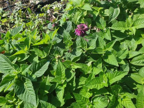Bild von MONFBF_Monarda_fistulosa__Bee_Free__R_P1_0__P-4921019001_T-k_K-32_Y-20_71123_aktiv_.jpg