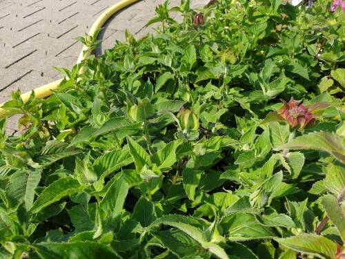 Bild von /bilder/bluehapp/thumb/MONFBL_Monarda_fistulosa__Bee_Lieve__R_P1_0__P-4921021001_T-k_K-26_Y-19_74640_aktiv_.jpg
