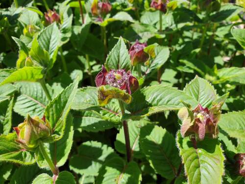 Bild von /bilder/bluehapp/thumb/MONFBT_Monarda_fistulosa__Bee_True_R_P1_0__P-4921017601_T-b_K-26_Y-19_55858_aktiv_.jpg