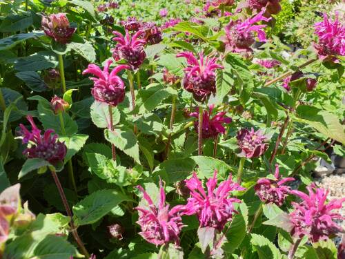 Bild von /bilder/bluehapp/thumb/MONFBT_Monarda_fistulosa__Bee_True_R_P1_0__P-4921017601_T-b_K-27_Y-19_25897_aktiv_.jpg