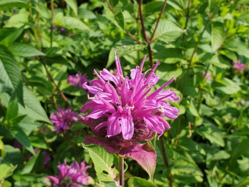 Bild von /bilder/bluehapp/thumb/MONFMEL_Monarda_fistulosa__Melissa__P1_0__P-4921052001_T-b_K-26_Y-19_41398_aktiv_.jpg