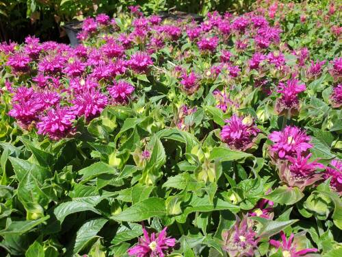 Bild von /bilder/bluehapp/thumb/MONFPL_Monarda_fistulosa__Purple_Lace__P1_0__P-4921066001_T-b_K-26_Y-19_37686_aktiv_.jpg