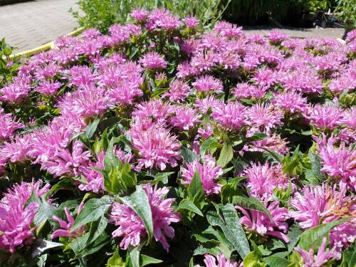 Bild von /bilder/bluehapp/thumb/MONFPML_Monarda_fist___Pardon_My_Lavender__P1_0__P-4921060601_T-b_K-26_Y-19_35231_aktiv_.jpg