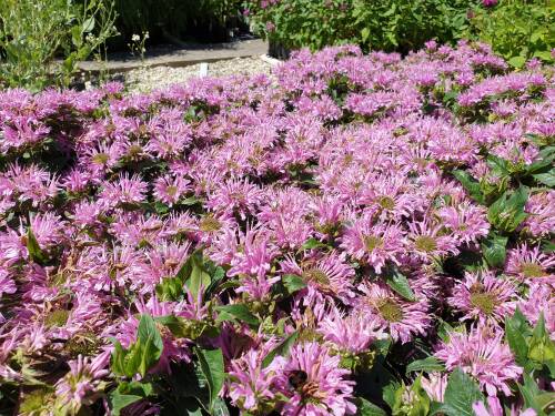 Bild von /bilder/bluehapp/thumb/MONFPML_Monarda_fist___Pardon_My_Lavender__P1_0__P-4921060601_T-b_K-27_Y-19_22289_aktiv_.jpg