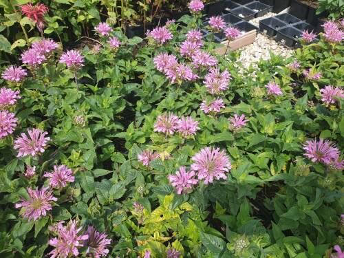 Bild von /bilder/bluehapp/thumb/MONFPML_Monarda_fist___Pardon_My_Lavender__P1_0__P-4921060601_T-b_K-28_Y-20_52094_aktiv_.jpg