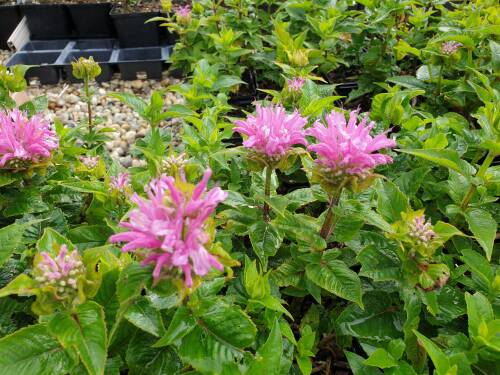 Bild von /bilder/bluehapp/thumb/MONFPML_Monarda_fist___Pardon_My_Lavender__P1_0__P-4921060601_T-k_K-27_Y-20_48105_aktiv_.jpg