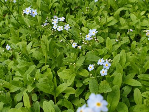 Bild von /bilder/bluehapp/thumb/MYOP_Myosotis_palustris_P0_5__P-9671000001_T-b_K-28_Y-19_88977_aktiv_.jpg