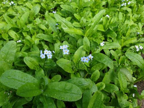 Bild von /bilder/bluehapp/thumb/MYOP_Myosotis_palustris_P0_5__P-9671000001_T-k_K-26_Y-20_89578_aktiv_.jpg