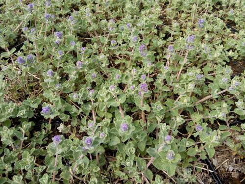 Bild von NEPRSU_Nepeta_racemosa__Superba_____P0_5__P-5062010001_T-k_K-15_Y-19_91555_aktiv_.jpg
