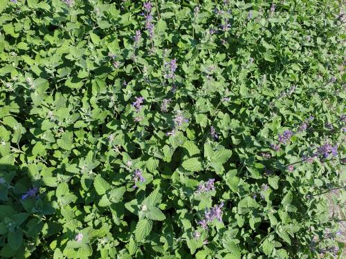 Bild von NEPRSU_Nepeta_racemosa__Superba_____P0_5__P-5062010001_T-k_K-31_Y-20_91970_aktiv_.jpg