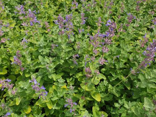 Bild von /bilder/bluehapp/thumb/NEPR_Nepeta_racemosa__mussinii__P0_5__P-5062000001_T-b_K-28_Y-20_53346_aktiv_.jpg