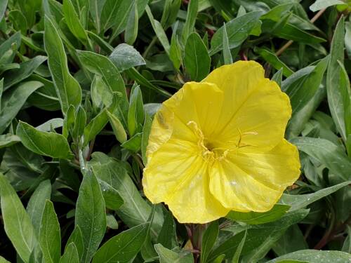 Bild von /bilder/bluehapp/thumb/OENM_Oenothera_missouriensis_P0_5__P-5102000001_T-b_K-37_Y-19_54339_aktiv_.jpg