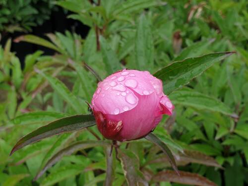 Bild von /bilder/bluehapp/thumb/PAELBI_Paeonia_x_lact___Bingen__P2_0__P-5321016001_T-k_K-24_Y-20_71809_aktiv_.jpg