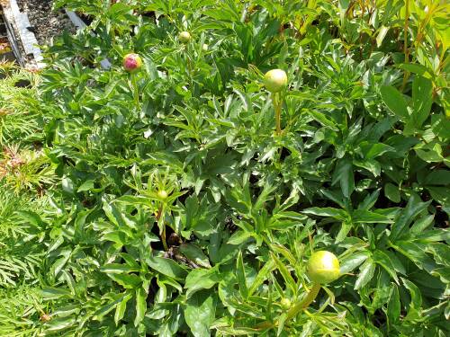 Bild von /bilder/bluehapp/thumb/PAELCC_Paeonia_x_lact___Coral_Charme__P2_0__P-5321018201_T-k_K-22_Y-21_42108_aktiv_.jpg