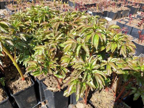 Bild von /bilder/bluehapp/thumb/PAELCF_Paeonia_x_lact___Coral_Fay__P2_0__P-5321018601_T-k_K-16_Y-19_20735_aktiv_.jpg