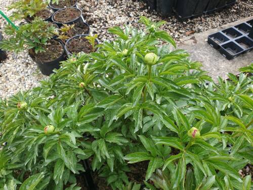 Bild von /bilder/bluehapp/thumb/PAELCF_Paeonia_x_lact___Coral_Fay__P2_0__P-5321018601_T-k_K-18_Y-19_48858_aktiv_.jpg