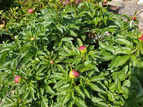 Bild von /bilder/bluehapp/thumb/PAELCF_Paeonia_x_lact___Coral_Fay__P2_0__P-5321018601_T-k_K-21_Y-19_33929_aktiv_.jpg