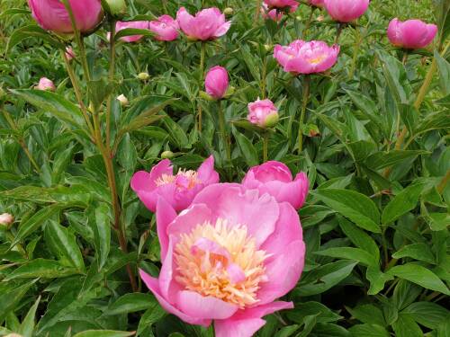Bild von /bilder/bluehapp/thumb/PAELCH_Paeonia_x_lact___Chaminade__P2_0__P-5321018301_T-b_K-23_Y-19_38323_aktiv_.jpg