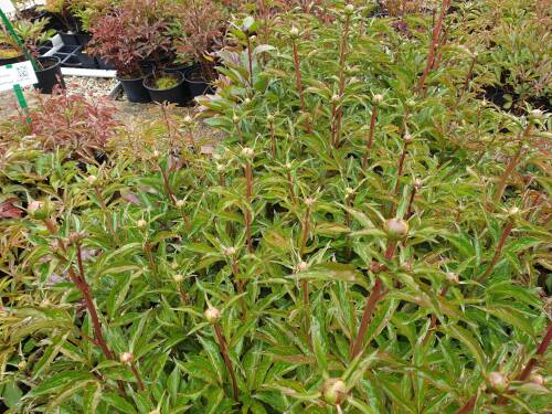 Bild von /bilder/bluehapp/thumb/PAELCH_Paeonia_x_lact___Chaminade__P2_0__P-5321018301_T-k_K-20_Y-19_32320_aktiv_.jpg