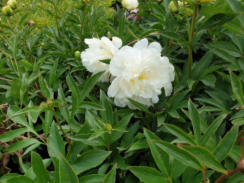 Bild von /bilder/bluehapp/thumb/PAELCW_Paeonia_x_lact___Charlies_White__P2_0__P-5321020001_T-b_K-23_Y-19_26839_aktiv_.jpg
