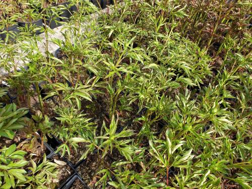 Bild von /bilder/bluehapp/thumb/PAELCW_Paeonia_x_lact___Charlies_White__P2_0__P-5321020001_T-k_K-17_Y-19_67185_aktiv_.jpg