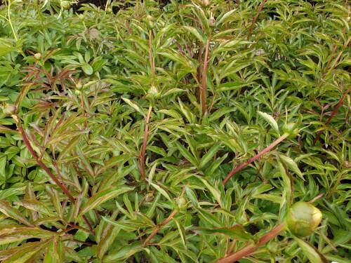 Bild von /bilder/bluehapp/thumb/PAELCW_Paeonia_x_lact___Charlies_White__P2_0__P-5321020001_T-k_K-19_Y-19_97081_aktiv_.jpg