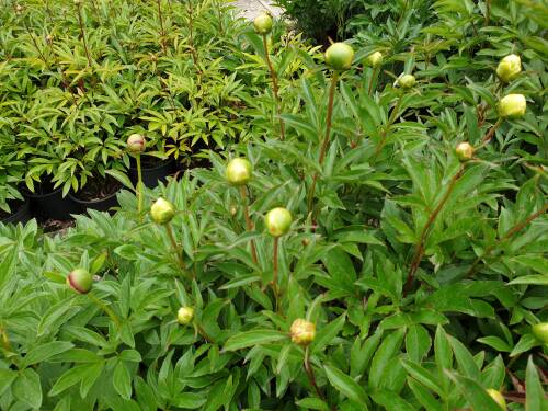 Bild von /bilder/bluehapp/thumb/PAELCW_Paeonia_x_lact___Charlies_White__P2_0__P-5321020001_T-k_K-22_Y-19_51175_aktiv_.jpg