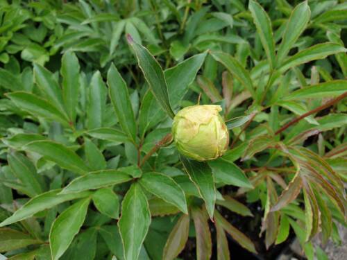 Bild von /bilder/bluehapp/thumb/PAELCW_Paeonia_x_lact___Charlies_White__P2_0__P-5321020001_T-k_K-22_Y-20_94146_aktiv_.jpg