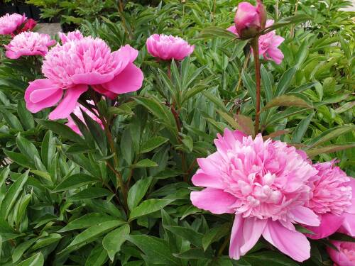 Bild von /bilder/bluehapp/thumb/PAELES_Paeonia_x_lact___Edulis_Superba__P2_0__P-5321024001_T-b_K-23_Y-19_12500_aktiv_.jpg