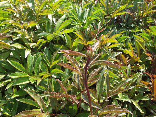 Bild von /bilder/bluehapp/thumb/PAELLA_Paeonia_x_lact___Largo__P2_0__P-5321055001_T-k_K-19_Y-20_96359_aktiv_.jpg