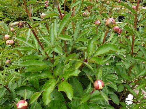 Bild von /bilder/bluehapp/thumb/PAELLG_Paeonia_x_lact___Lady_Grey__P2_0__P-5321056501_T-k_K-22_Y-19_15321_aktiv_.jpg