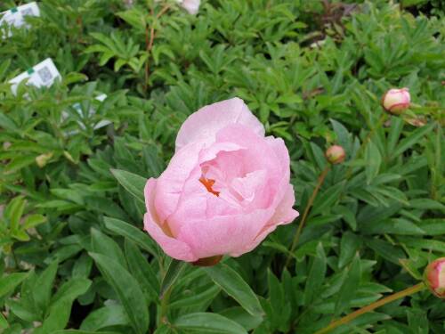 Bild von /bilder/bluehapp/thumb/PAELPP_Paeonia_x_lact___Pink_Princess__P2_0__P-5321078501_T-b_K-24_Y-20_11895_aktiv_.jpg