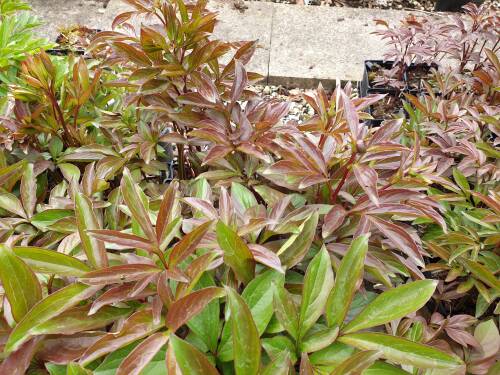 Bild von /bilder/bluehapp/thumb/PAELSD_Paeonia_x_lact___Sword_Dance__P2_0__P-5321090001_T-k_K-19_Y-19_38986_aktiv_.jpg