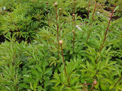 Bild von /bilder/bluehapp/thumb/PAELSF_Paeonia_x_lact___Santa_Fe__P2_0__P-5321089501_T-k_K-22_Y-19_63145_aktiv_.jpg
