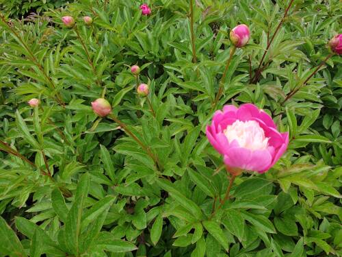 Bild von /bilder/bluehapp/thumb/PAELSF_Paeonia_x_lact___Santa_Fe__P2_0__P-5321089501_T-k_K-23_Y-20_52805_aktiv_.jpg