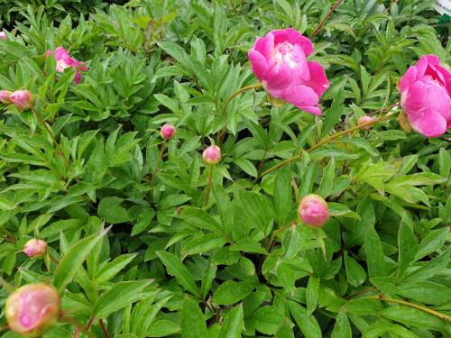 Bild von /bilder/bluehapp/thumb/PAELSF_Paeonia_x_lact___Santa_Fe__P2_0__P-5321089501_T-k_K-24_Y-20_83398_aktiv_.jpg